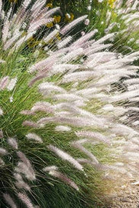 Poa pratensis lawn grass seeds suitable for cool season landscapes
