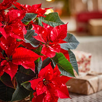 Mixed Poinsettia Flower seeds for Planting - Shade Tolerant, Heirloom & GMO Free Seeds for Home Garden