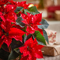 Poinsettia Flower seeds for Planting Easy to Grow Heirloom & GMO Free Seeds for Home Garden