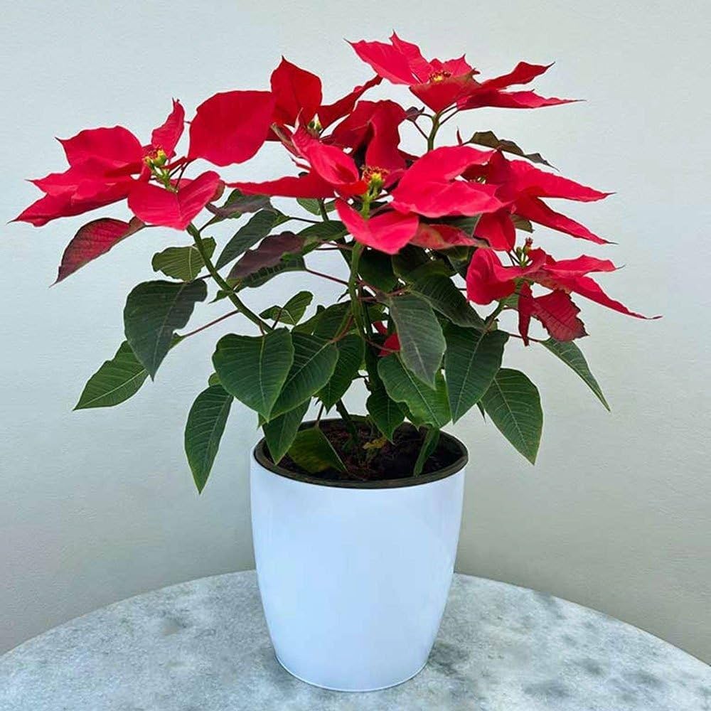 Poinsettia flower plants growing in decorative pots with colorful seasonal foliage.