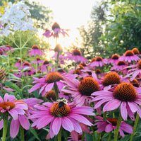 Pollinator flower seed mix for colorful outdoor garden planting.