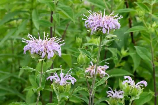 Wild Bergamot flowering plants creating a colorful pollinator-friendly garden.