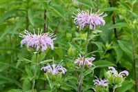 Wild Bergamot flowering plants creating a colorful pollinator-friendly garden.