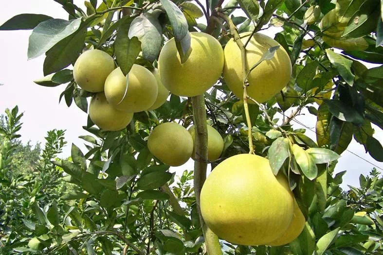 Pomelo Fruit Seeds for Planting - Grow Exotic Citrus Fruit at Home, Sweet & Juicy Pomelo Tree Seeds