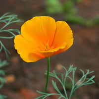 Eschscholzia californica flowers displaying vibrant orange petals and delicate green foliage.