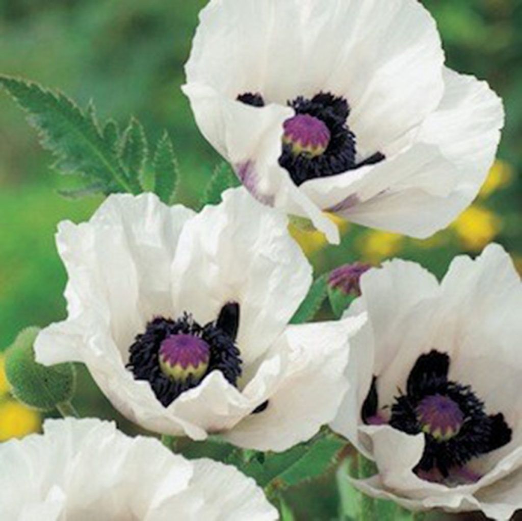 Papaver orientale 'Royal Wedding' Seeds - White Oriental Poppy Flowers for Elegant Garden Borders and Perennial Displays