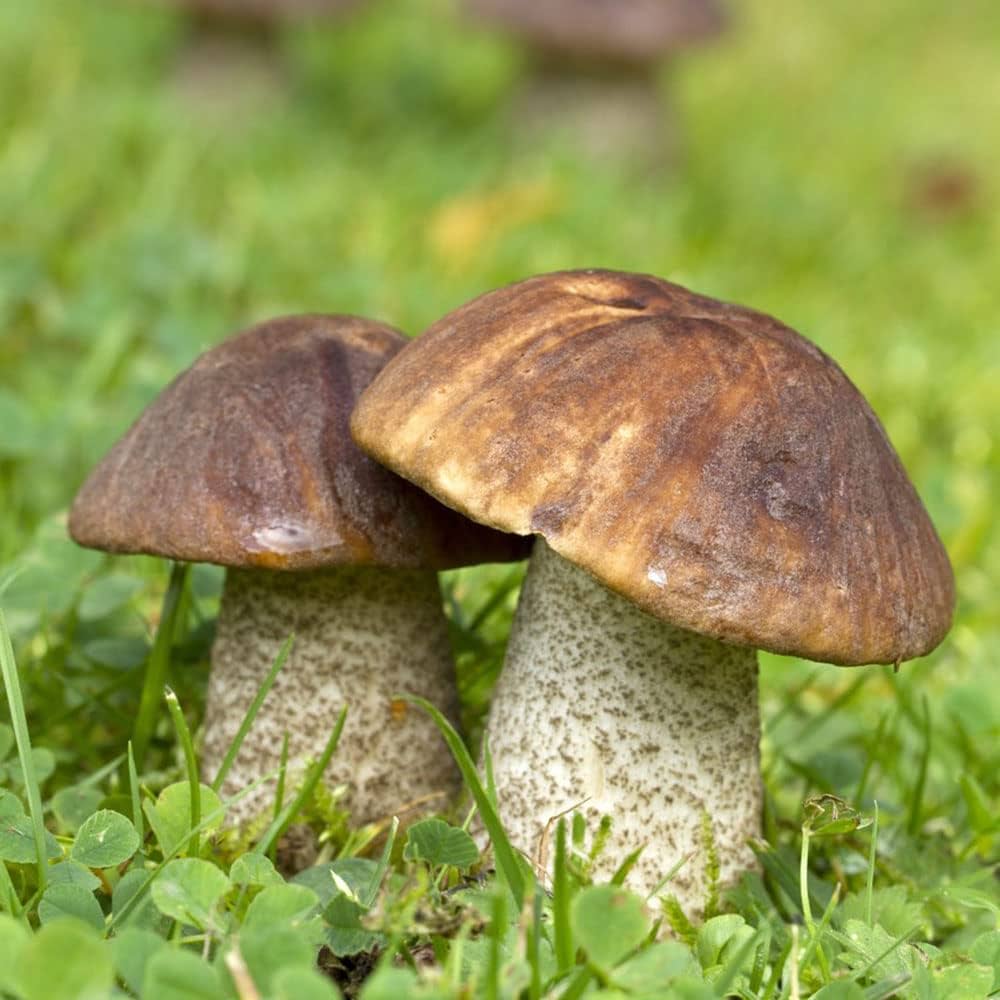 Healthy Porcini mushroom caps emerging from a cultivation substrate.