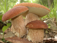Porcini mushrooms developing in a shaded outdoor growing area.
I prefer this response