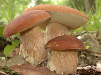Porcini mushrooms growing naturally in a woodland setting.