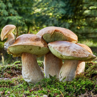 Porcini mushrooms growing naturally in a woodland environment.