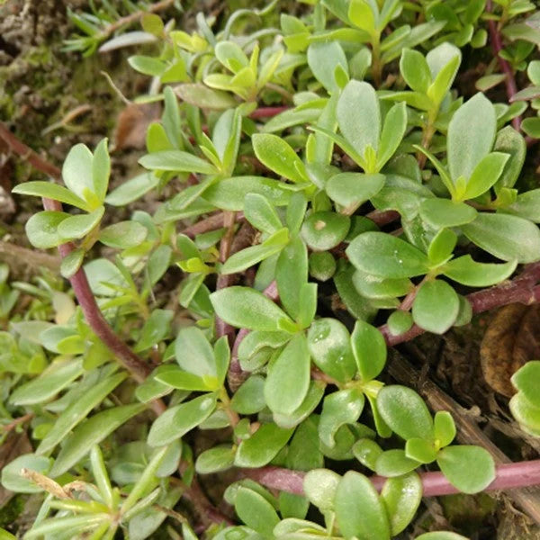 Green Purslane seeds suitable for kitchen gardens, raised beds, and containers.