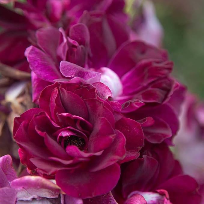 Burgundy Rose Flowers in Pots