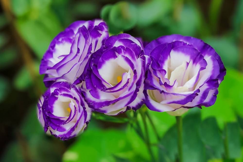 Eustoma Volite Flowers in Pots