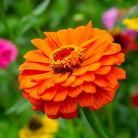 Light Red Zinnia Flowers in Pots