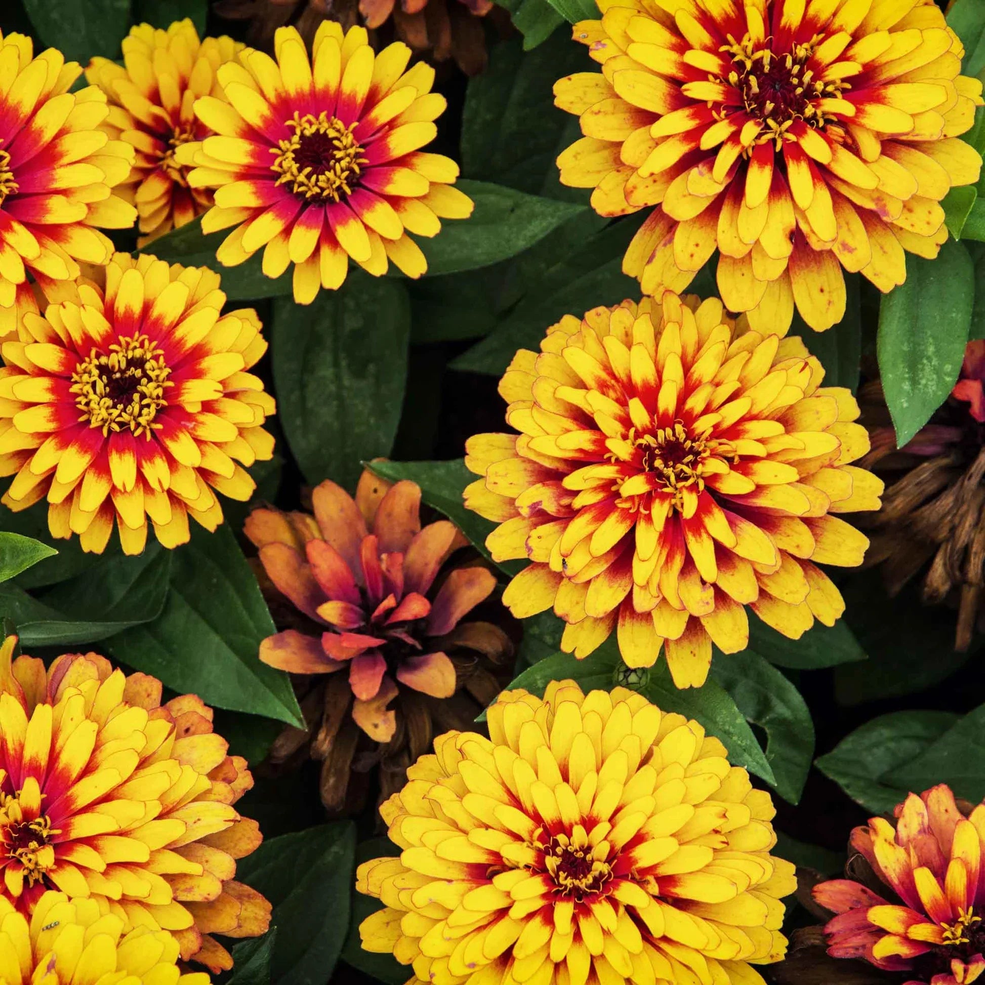 Pink & Yellow Zinnia Flowers in Pots