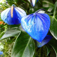 Sky Blue Anthurium Flowers in Pots