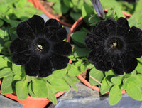 Close-up of elegant black Petunia flowers with velvety petals in full bloom.