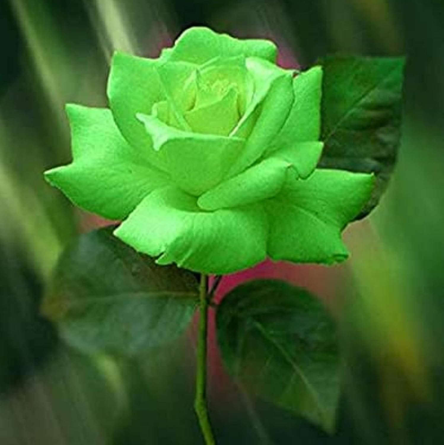 Green Rose Plants Growing in Pots