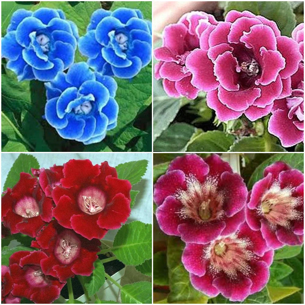 Potted Pink Gloxinia Flower Plant