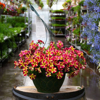 Potted Red Yellow Petunia Plant