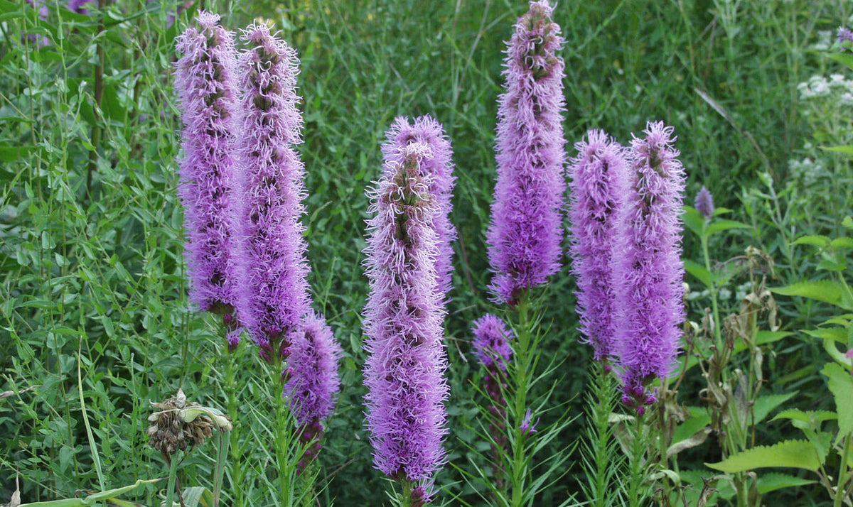 Prachtscharte Flower seeds for Planting Pollinator Friendly Heirloom & GMO Free Seeds for Home Garden 
 
 Sale for planting in home garden