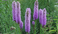 Prachtscharte Flower seeds for Planting Pollinator Friendly Heirloom & GMO Free Seeds for Home Garden 
 
 Sale for planting in home garden