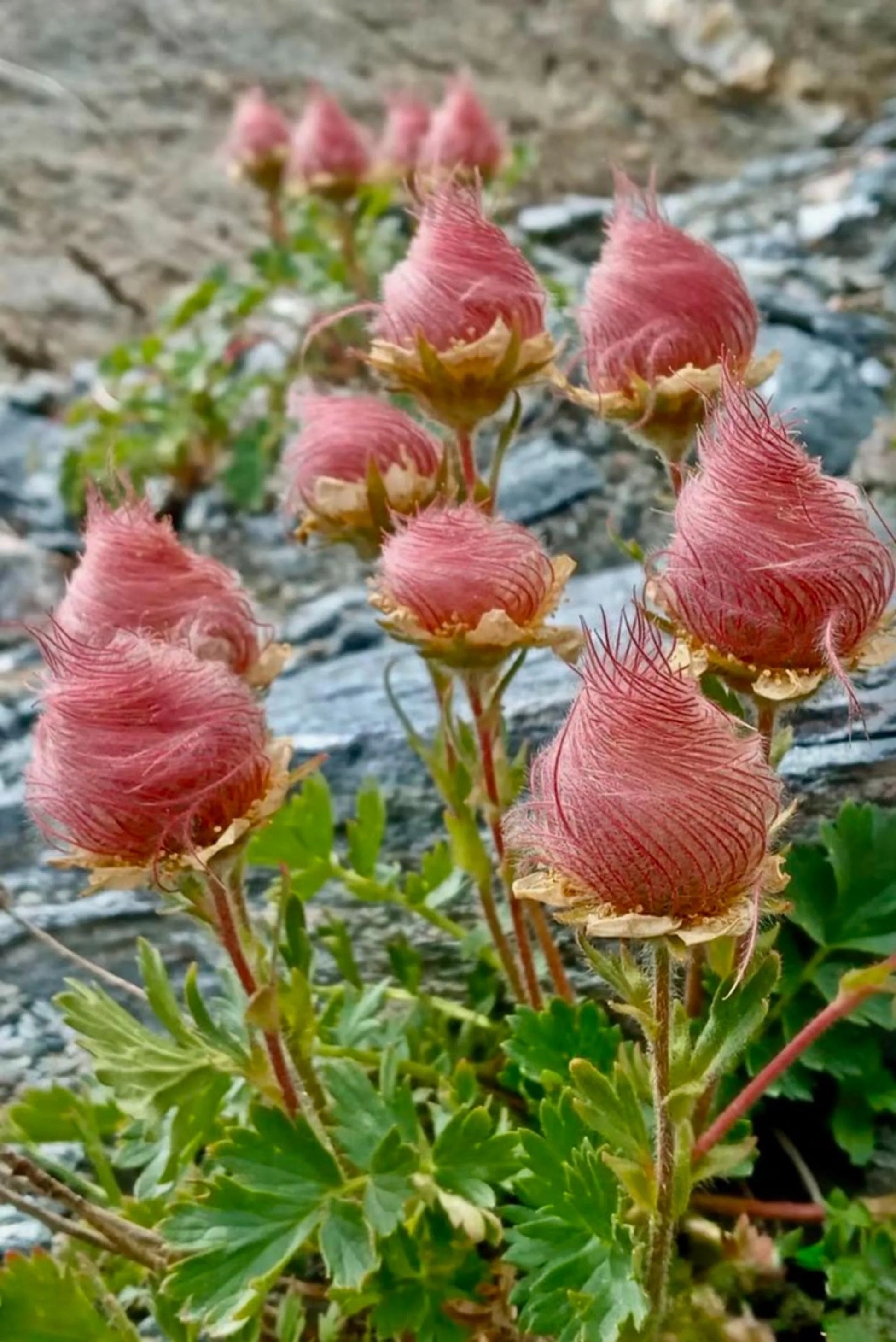 Prairie Smoke Feathery Seed Heads in Garden