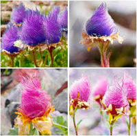 Prairie Smoke Flower Seeds for Planting