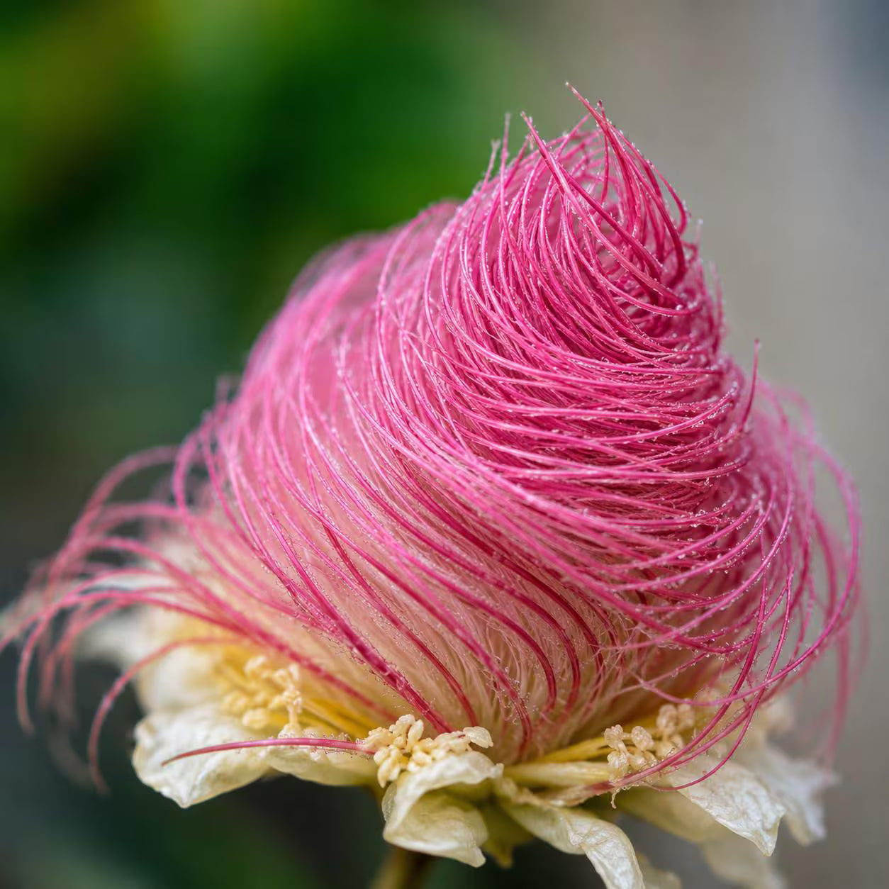 Prairie Smoke Flowers Growing in Home Garden