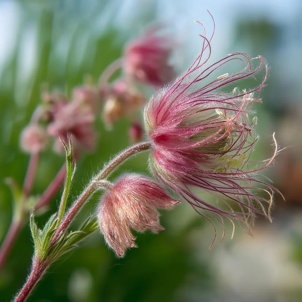 Perennial Prairie Smoke flower seeds for planting in home and cottage gardens.