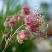 Perennial Prairie Smoke flower seeds for planting in home and cottage gardens.