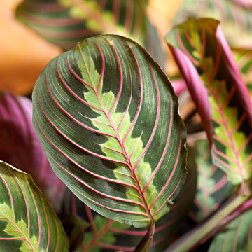 Maranta Leuconeura - Flower seeds for Planting - Compact Growth, Heirloom & GMO Free Seeds for Home Garden