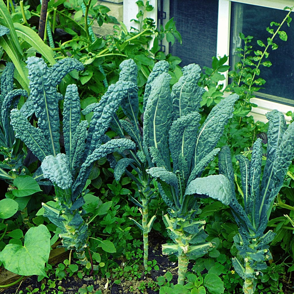 Premier Kale heirloom seeds for home vegetable gardens.