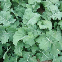 Premier Kale seeds for growing fresh leafy vegetables.