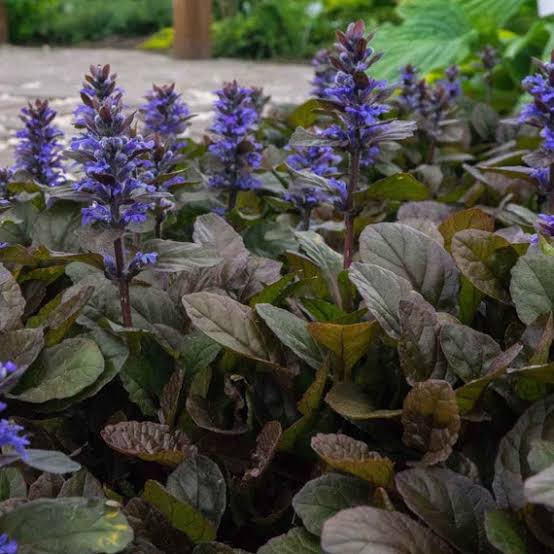 Premium Ajuga plants growing along a landscaped garden border.