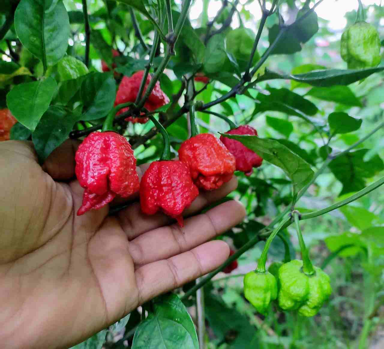 Premium Carolina vegetable seeds for planting