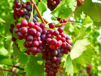 Premium grape plant adding beauty to an outdoor landscape.