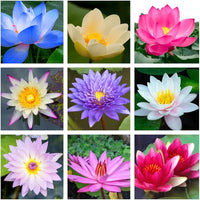 Premium Lotus seeds suitable for aquatic containers and outdoor gardens.