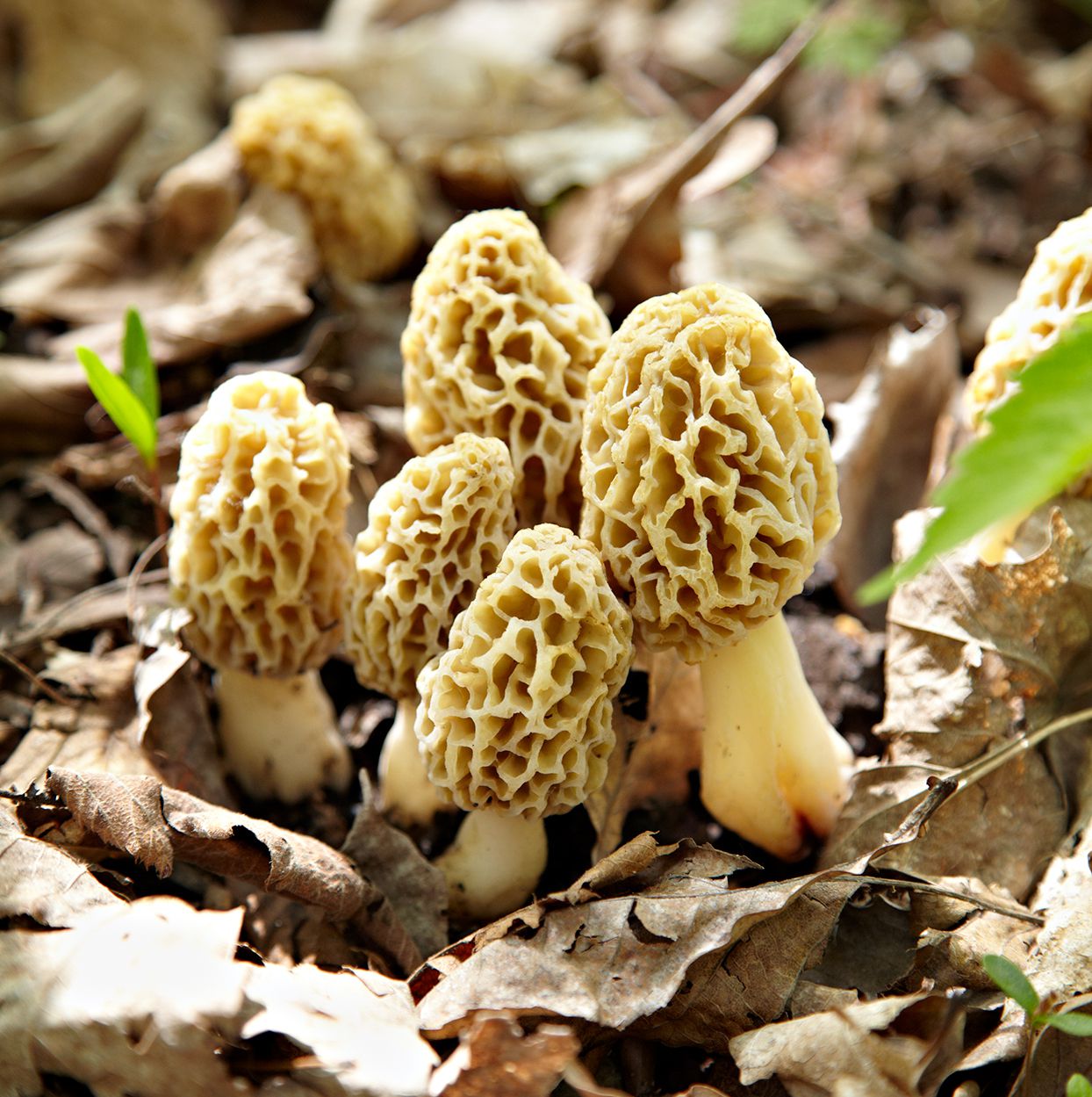 Premium cultivation substrate prepared for growing morel mushrooms.