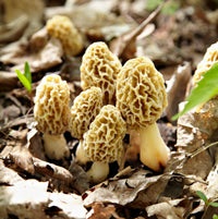 Premium cultivation substrate prepared for growing morel mushrooms.