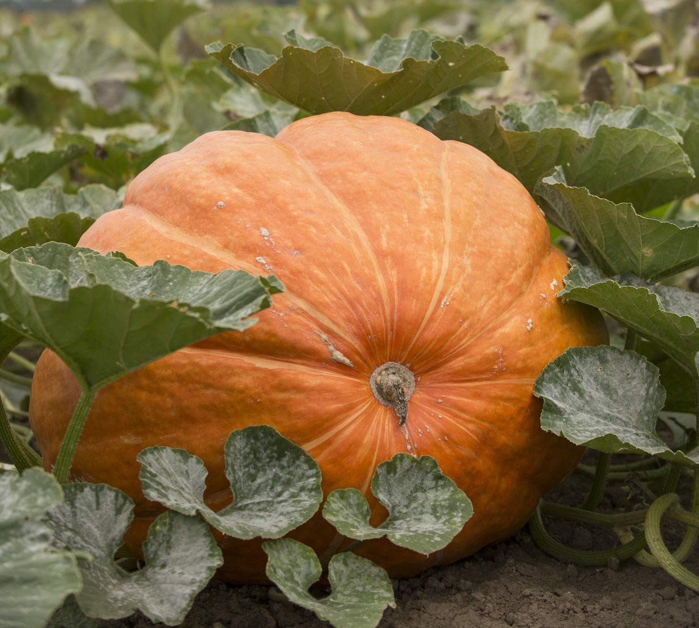 Premium orange pumpkin seeds high yielding