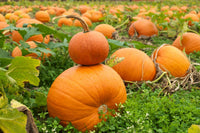 Premium Orange Pumpkin seeds high yield variety