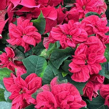 Premium Poinsettia flower seeds for planting in home gardens and containers.