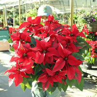 Healthy Poinsettia ornamental plants adding vibrant color to a garden landscape.