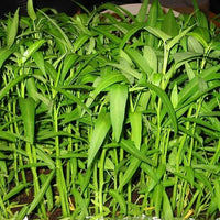 Premium Water Spinach seeds for home vegetable garden planting