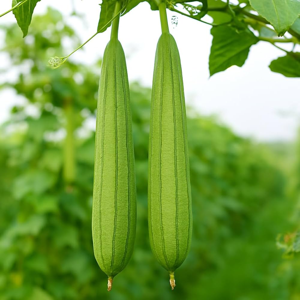 Premium White Green Luffa planting seeds with high germination