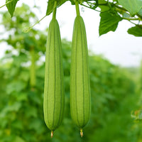 Premium White Green Luffa planting seeds with high germination