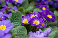 Violet Yellow Primula Malacoides Flower Seeds Flower seeds for Planting Sun Loving Heirloom & GMO Free Seeds for Home Garden