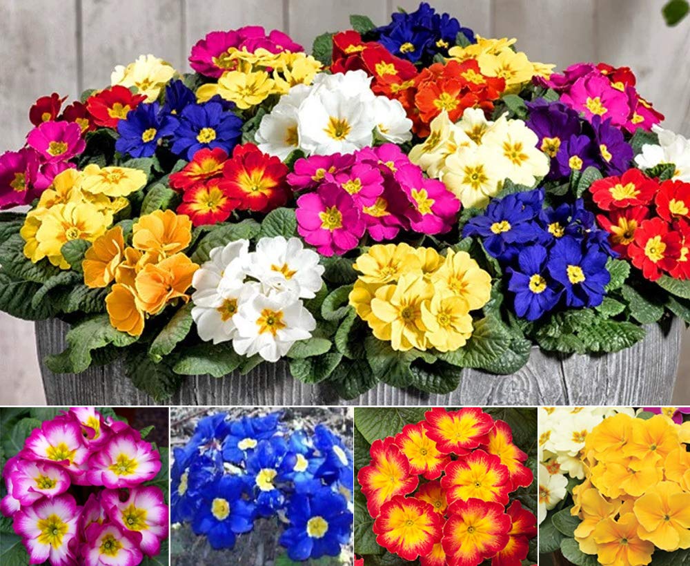 Primula mixed seeds for garden planting