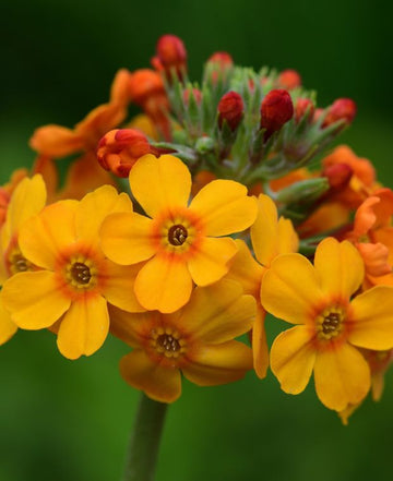 Orange Primula Malacoides Flower Seeds for Planting – Heirloom NonGMO Organic Garden Seeds with High Germination
 
 Sale